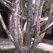 Pinus bungeana: Bild 3/3