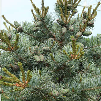 Mdchenkiefer - Pinus parviflora 'Negishi' - grau/silbrig