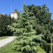 Cedrus deodara 'Eisregen': Bild 3/3