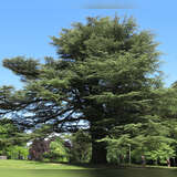 Cedrus libani 'Glauca' - Blaue Atlaszeder