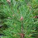 Pinus sylvestris 'Globosa Viridis' - Kugelföhre