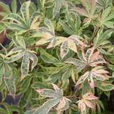 Acer palmatum 'Shirazz' - Japanischer Ahorn