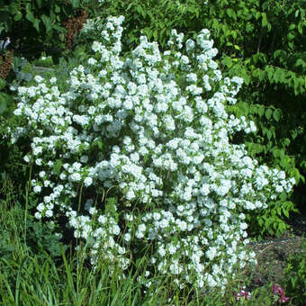 Philadelphus 'Bouquet Blanc'