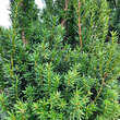 Taxus media 'Hillii': Bild 2/2