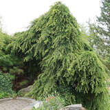 Cedrus deodara 'Pendula' - Hänge-Himalajazeder