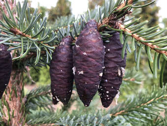 Serbische Fichte - Picea omorika - grn