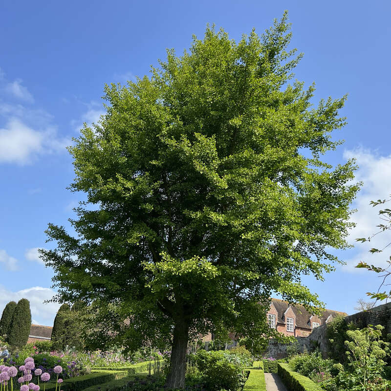 Ginkgo, Fcherblattbaum - Ginkgo biloba - grn