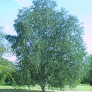 Betula utilis - Himalajabirke