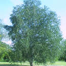 Betula utilis - Himalajabirke