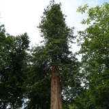 Sequoia sempervirens - Küstenmammutbaum