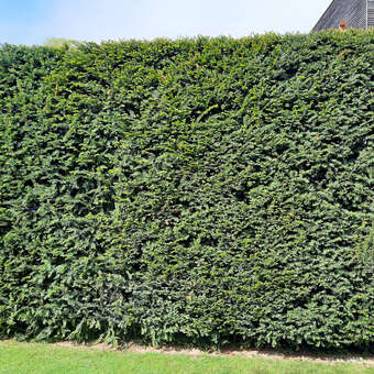 Heimische Eibe - Taxus baccata in Baumschulqualitt aus sterreich kaufen