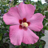 Hibiscus syr. 'Aphrodite' - Eibisch