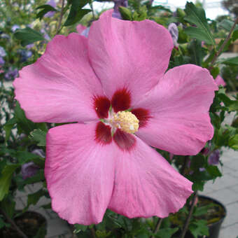 Hibiscus syr. 'Aphrodite'