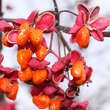 Euonymus bungeanus 'Dart's Pride': Bild 1/4