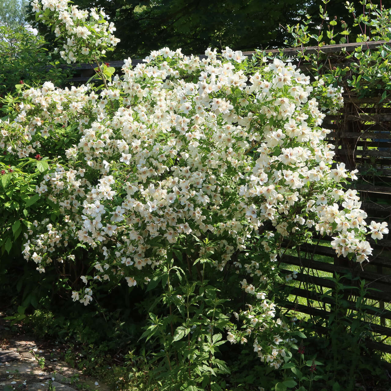 Pfeifenstrauch, Falscher Jasmin Philadelphus coronarius weiß