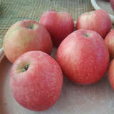 Malus domestica 'Saturn' - Herbstapfel