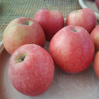 Malus domestica 'Saturn'