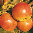 Malus domestica 'Idared' - Winterapfel, XI-IV