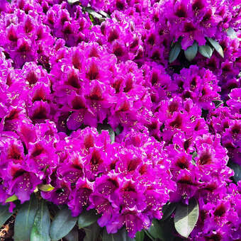 Rhododendron - Rhododendron Hybride - violett PG2 - lila