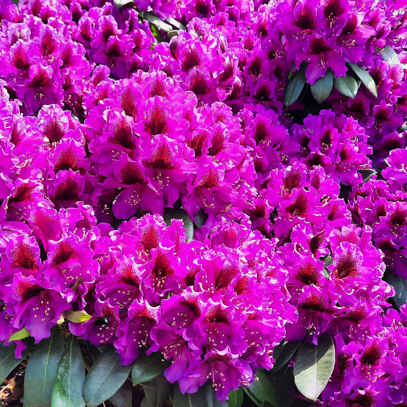 Rhododendron - Rhododendron Hybride - violett PG2 - lila