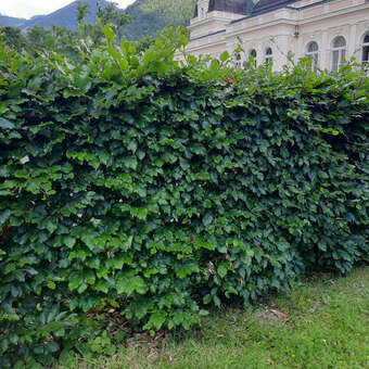 Heimische Buche - Fagus sylvatica - grn