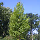 Ulmus 'Sapporo Autumn Gold' RESISTA - Resista-Ulme