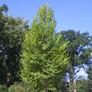 Ulmus 'Sapporo Autumn Gold' - Resista-Ulme