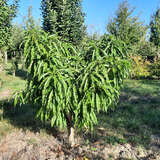 Prunus persica 'Diamond' - Zwergpfirsich
