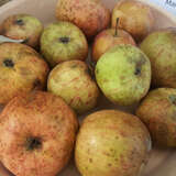 Malus sylvestris - Holzapfel