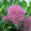 Cotinus coggygria 'Zuckerwatte': Bild 1/3