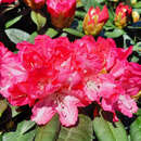 Rhododendron Yakusimanum Hybr. - rot - Berg-Rhododendron