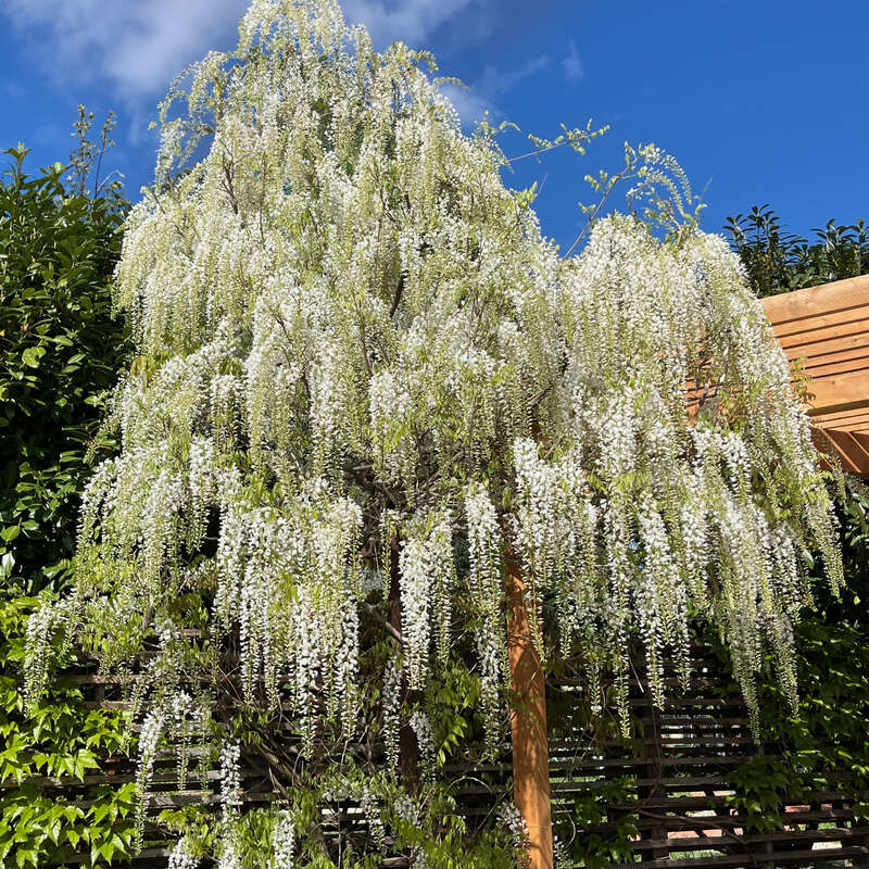 Blauregen - Wisteria floribunda 'Shiro-noda' ('Longissima Alba') - wei