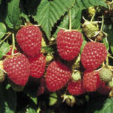 Rubus idaeus 'Himbotop' - Himbeere