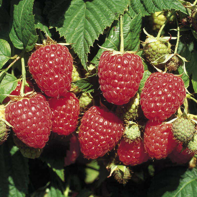 weiß idaeus Rubus - \'Himbo-Top\' - Himbeere