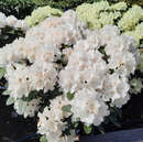 Rhododendron Yakusimanum Hybr. - weiß - Berg-Rhododendron