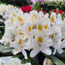Rhododendron INKARHO - weiß - Rhododendron