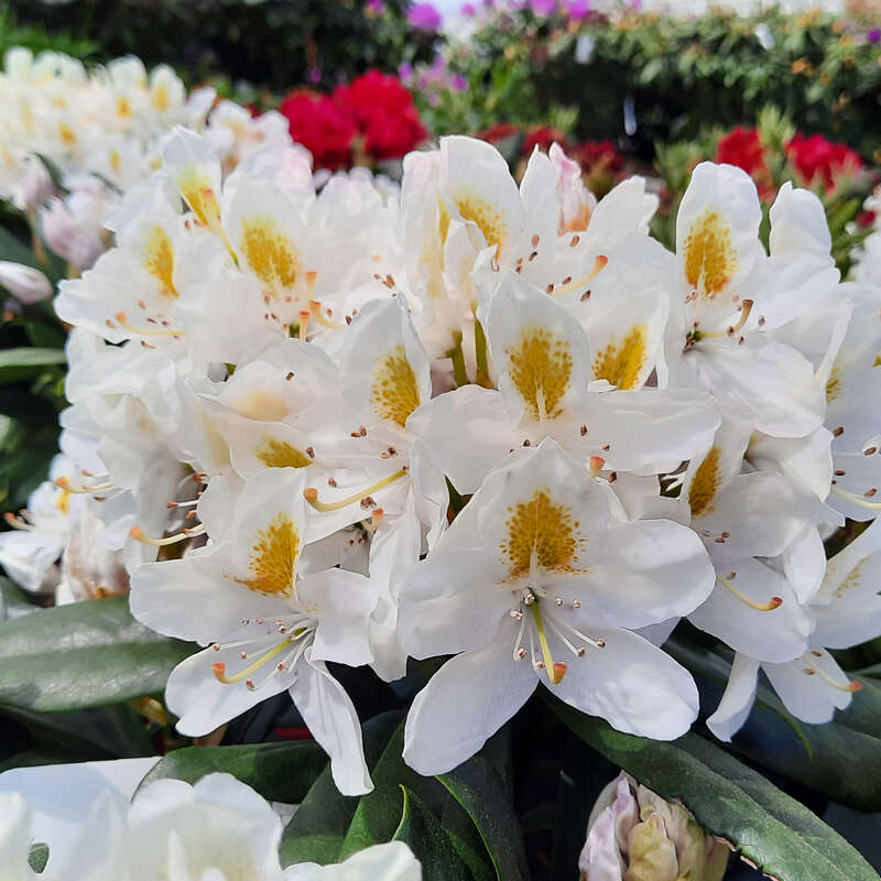 Rhododendron - Rhododendron INKARHO - wei