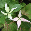 Cornus kousa 'Ben Fuji': Bild 1/1