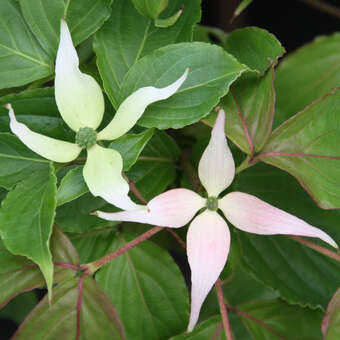 Cornus kousa 'Ben Fuji'