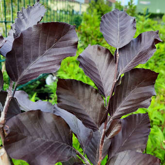 hedera interpunktion Hedera hibernica Gartenpflanzen main image 1