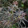 Acer palmatum 'Red Pygmy': Bild 1/4