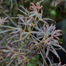 Acer palmatum 'Red Pygmy' - Japanischer Schlitzahorn