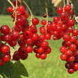 Ribes rubrum 'Herbstzauber': Bild 1/2