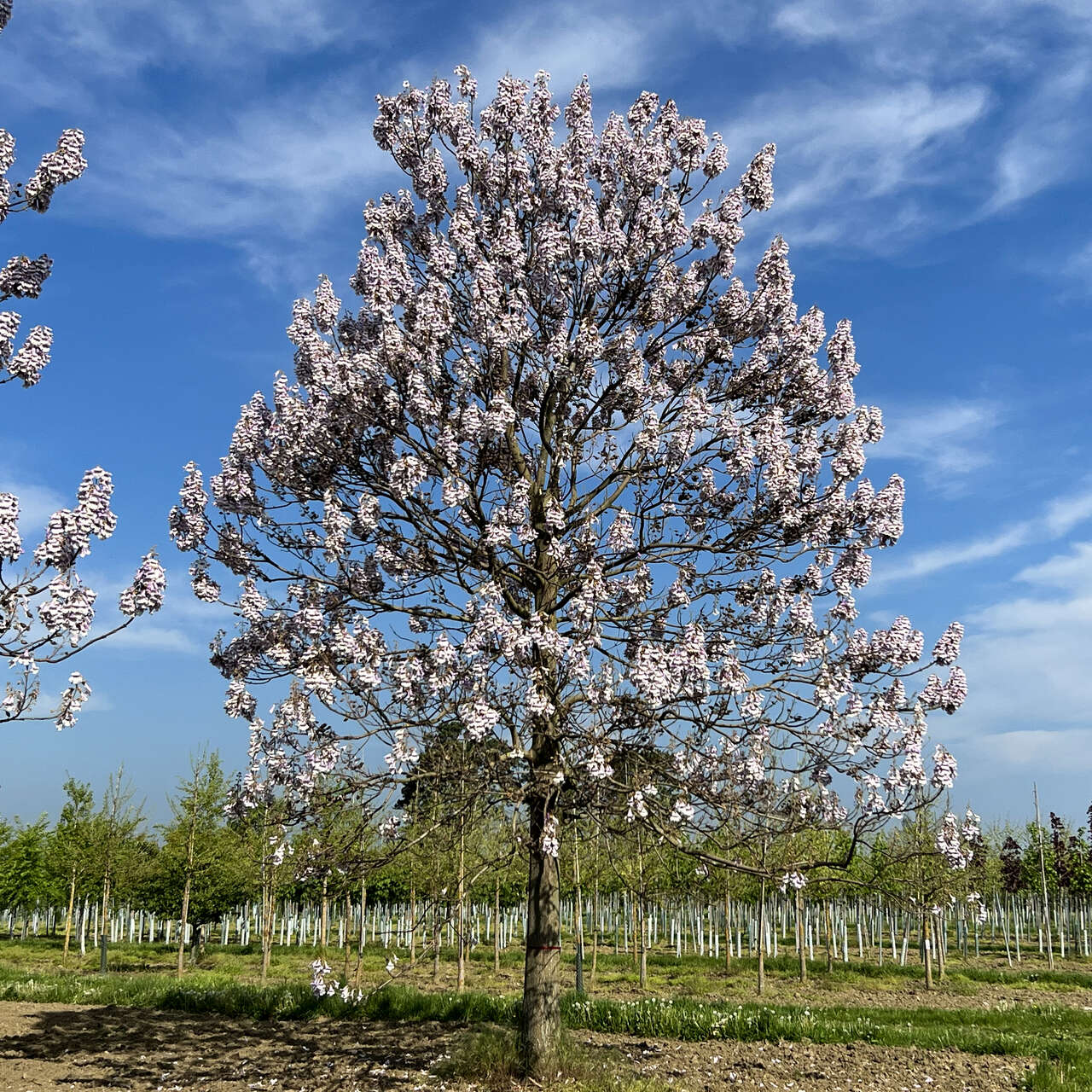 blauglockenbaum-paulownia-tomentosa-blau