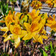 Azalea pontica: Bild 2/5