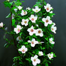 Philadelphus 'Belle Etoile' - Pfeifenstrauch, Falscher Jasmin