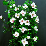 Philadelphus 'Belle Etoile' - Pfeifenstrauch, Falscher Jasmin