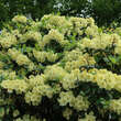 Rhododendron Hybride - gelb PG2: Bild 1/2