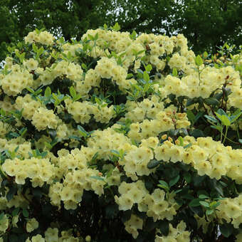 Rhododendron Hybride - gelb PG2