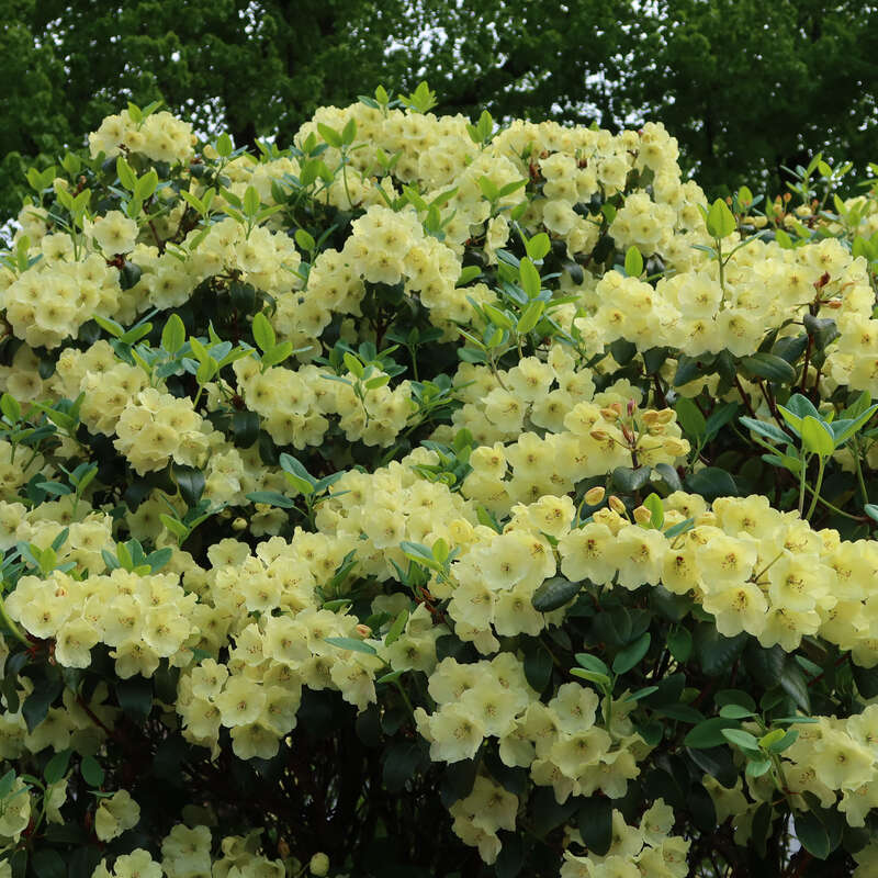 Rhododendron - Rhododendron Hybride - gelb PG2 - gelb